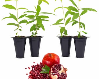 Pomegranate Tree. Set of 4 Starter Plants