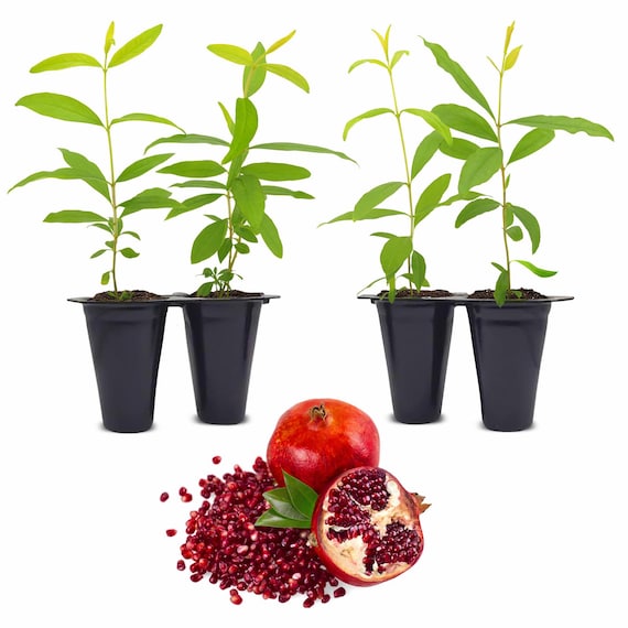 Pomegranate Tree. Set of 4 Starter Plants
