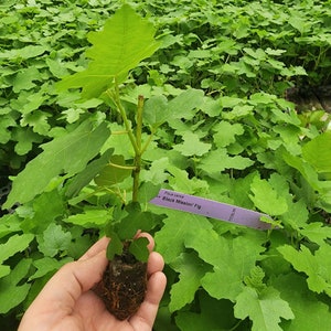 Fig Ree Sapling Fig Tree. Set of 4 Starter Live Plants - Etsy