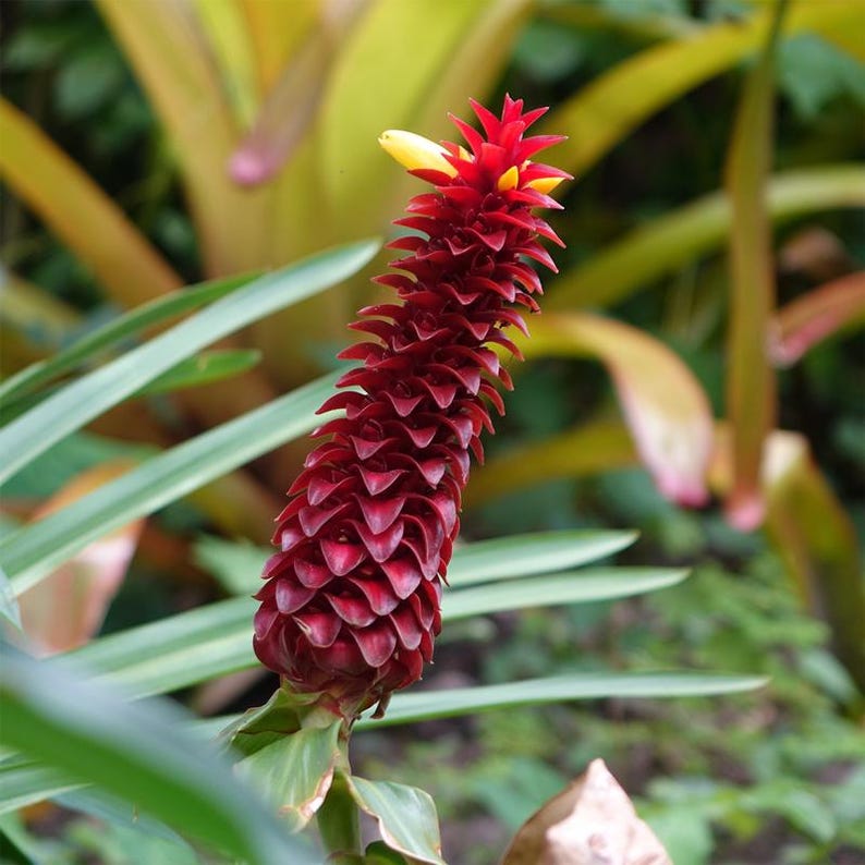May include: A close-up of a red flower with a cone-like shape, featuring layered petals. The flower has yellow accents at the top and is surrounded by green leaves and a blurred background of other plants.