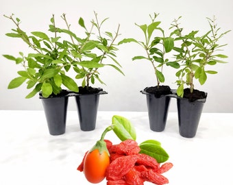 Goji Berry "Wolfberry" Set of 4 Starter Plants