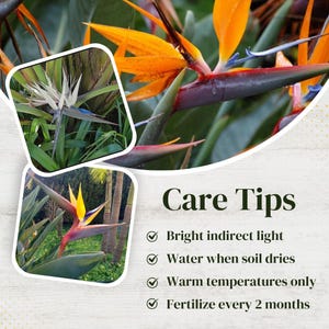Puede incluir: Primer plano de una planta de Ave del Para&iacute;so con flores naranja y azules. La imagen incluye consejos de cuidado para la planta, como luz indirecta brillante, regar cuando el suelo se seque, temperaturas c&aacute;lidas &uacute;nicamente y fertilizar cada 2 meses.