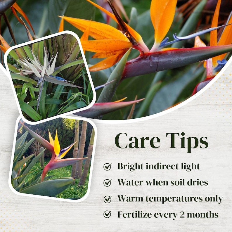 Puede incluir: Primer plano de una planta de Ave del Para&iacute;so con flores naranja y azules. La imagen incluye consejos de cuidado para la planta, como luz indirecta brillante, regar cuando el suelo se seque, temperaturas c&aacute;lidas &uacute;nicamente y fertilizar cada 2 meses.