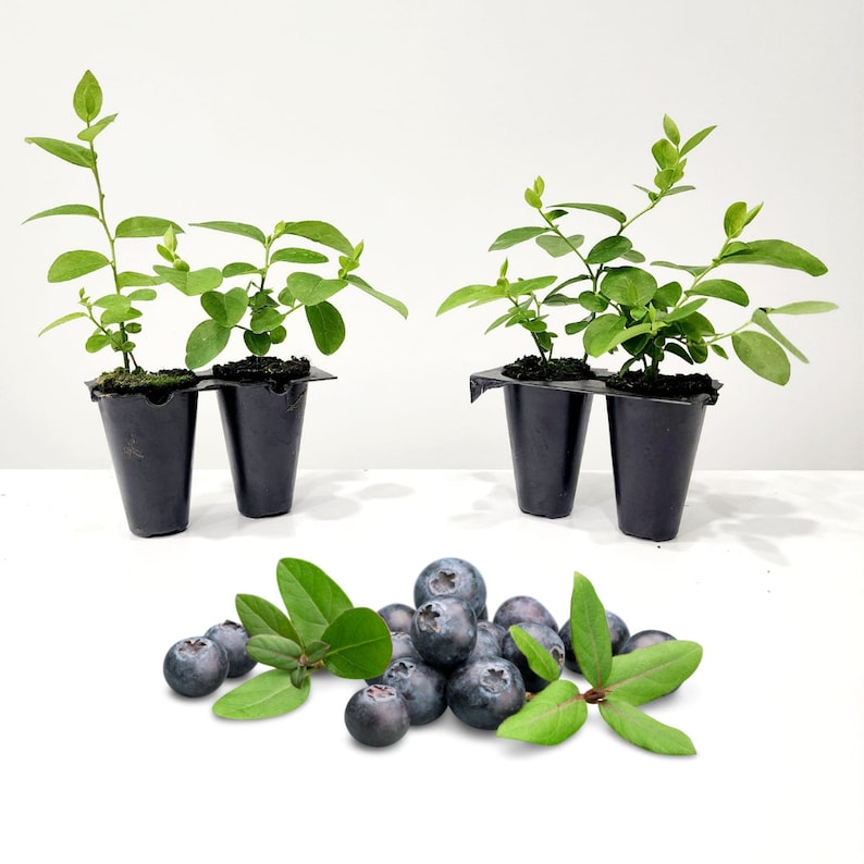 May include: Three small blueberry plants in black plastic containers with green leaves. A pile of fresh blueberries with green leaves is in front of the plants. The blueberries are dark blue and round.