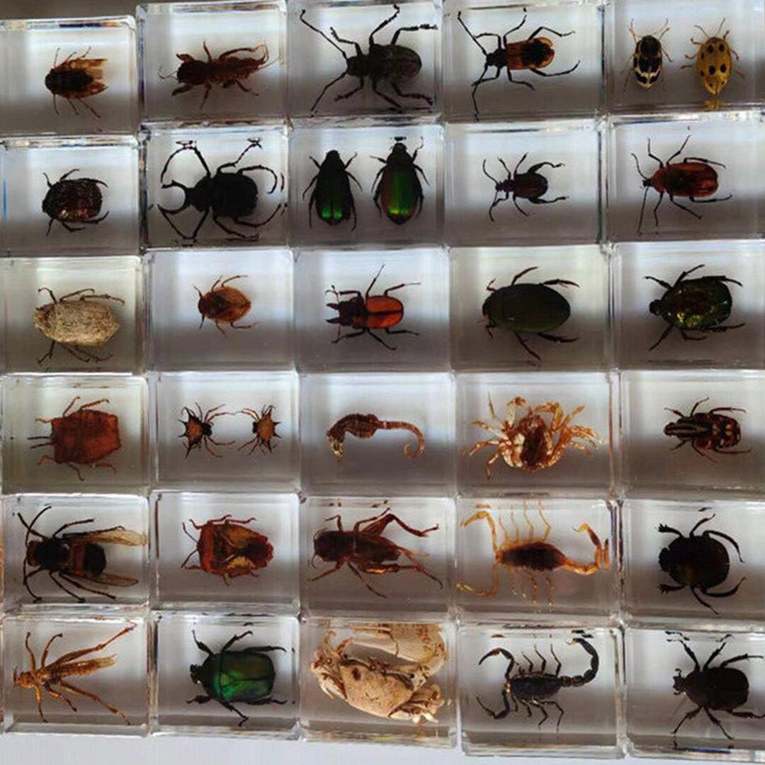 Spécimens d'insectes collection d'insectes résine de - Etsy France