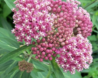 Swamp Milkweed Perennial Flower Seeds | Asclepias incarnata | 200+ seeds