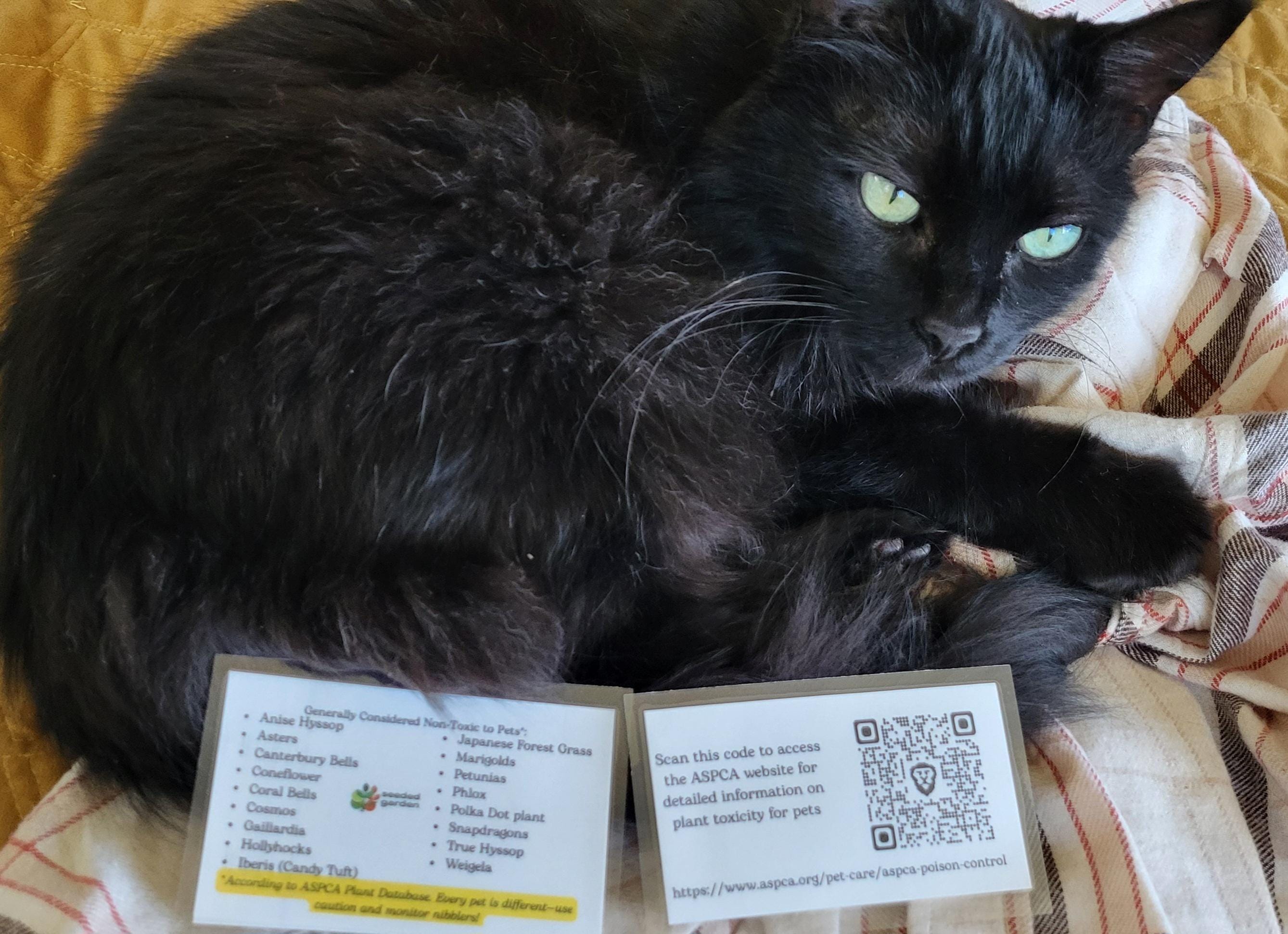Pet Safe Plants Card: Laminated Non-toxic List for Cats & Dogs - Etsy