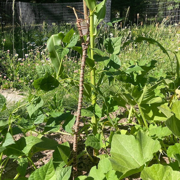 Electroculture Rods Copper Garden Coil Etsy