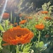 Meg Sprocket