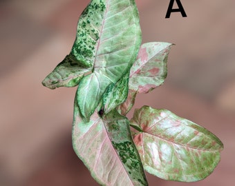 3 Confetti Syngonium Starter Plants – Free Shipping – Live Houseplants