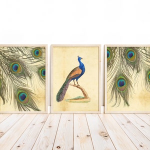 Vintage Set of 3 Peacock and Peacock Feathers Paintings, Antique Peacock Wall Art, Peacock Feathers Wall Decor, Digital Download