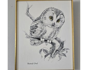 Vintage Framed Boreal Owl Print Gold Frame