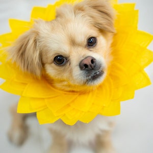 High-Quality Pets / Dogs Sunflower Costume