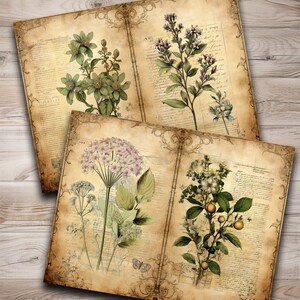 May include: Vintage botanical illustrations of flowers and plants on aged paper with a distressed background. The illustrations include a cluster of white flowers with green leaves, a cluster of pink flowers with green leaves, and a cluster of white flowers with green leaves.