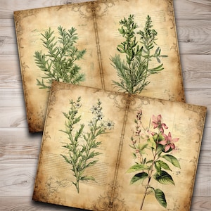May include: Three vintage botanical illustrations of different plants on aged paper with handwritten text. The first page features a green plant with small leaves. The second page features a white flower with green leaves. The third page features a pink flower with green leaves.
