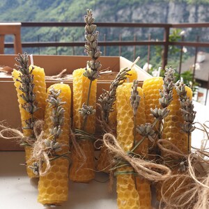 Ossola bivaxljus