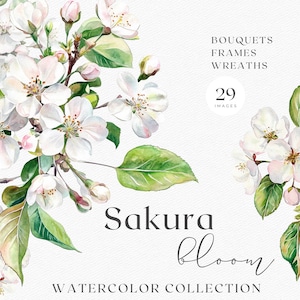Sakura Bloom: clipart de flor de cerezo en acuarela, delicadas ilustraciones florales para proyectos románticos y de temporada.