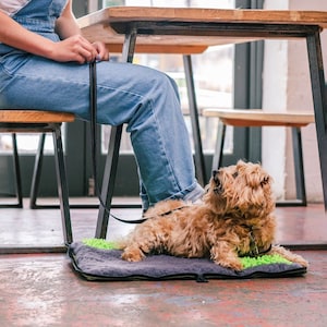 May include: A brown and white dog laying on a gray and green dog bed. The dog is on a leash connected to a person sitting at a table.