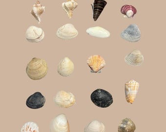 Seashell Hair Clips
