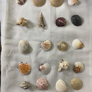 May include: A collection of various seashells, showcasing a range of shapes, sizes, and colors. The shells include spiral, fan, and rounded forms, with hues of white, tan, brown, and touches of red and purple. The arrangement is on a white surface.