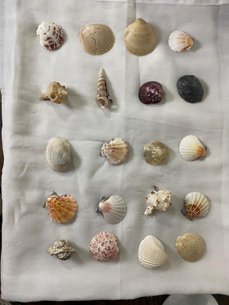May include: A collection of various seashells, showcasing a range of shapes, sizes, and colors. The shells include spiral, fan, and rounded forms, with hues of white, tan, brown, and touches of red and purple. The arrangement is on a white surface.