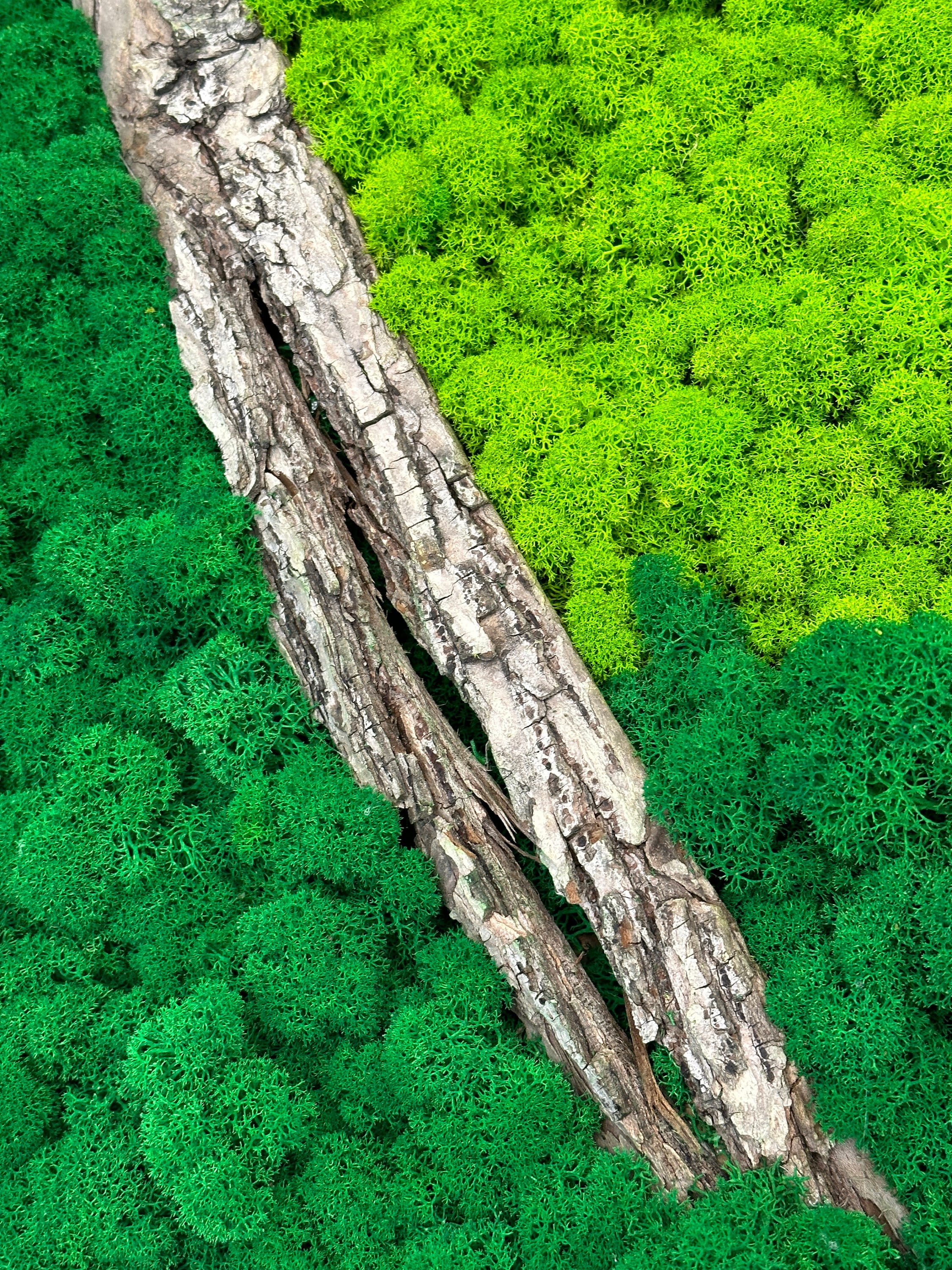 苔のフレーム | 押し花のフレーム | 照明付き苔の壁 | 苔の壁アート