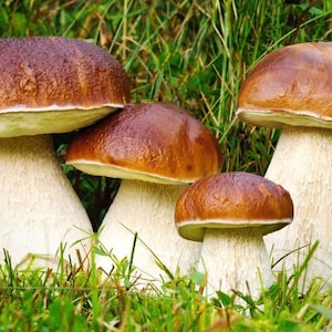 Premium King Bolete Dried 100g (Boletus edulis) Mushroom - Wild Harvested