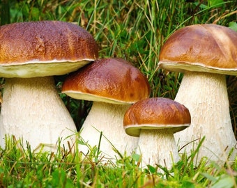 Premium King Bolete Dried 100g (Boletus edulis) Mushroom - Wild Harvested
