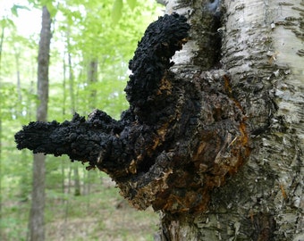 Dried Chaga (Inonotus obliquus) 100g