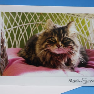 Cartão de felicitações de gato fotográfico