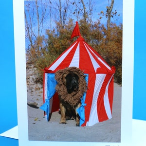 Cartes de voeux photographiques pour chiens