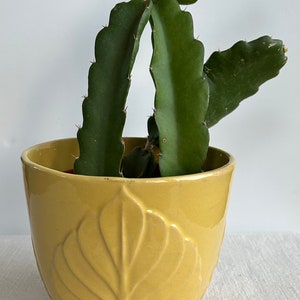 Könnte beinhalten: Ein gelber Keramiktopf mit einem Blattdesign, in dem eine grüne Drachenfrucht-Kaktuspflanze wächst.