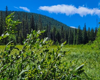 Oregon Wald Wiese druckbare Kunst | Malerische Naturaufnahme