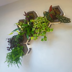 Hexa Solo Modern Hexagonal Wall Planter | 3D Printed Minimalist Home Decor | Sustainable Indoor Plant Holder