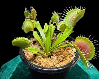 Planta carnívora Venus atrapamoscas (planta viva)