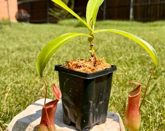 Nepenthes x Ventrata Mięsożerna tropikalna roślina dzbanecznikowa