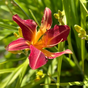 Lily