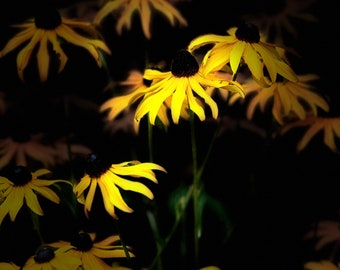 Rudbeckia hirta oder black eyed Susan
