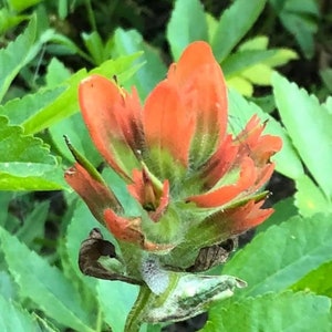 Flower Indian paintbrush