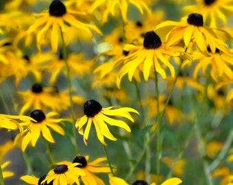 Black Eyed Susans
