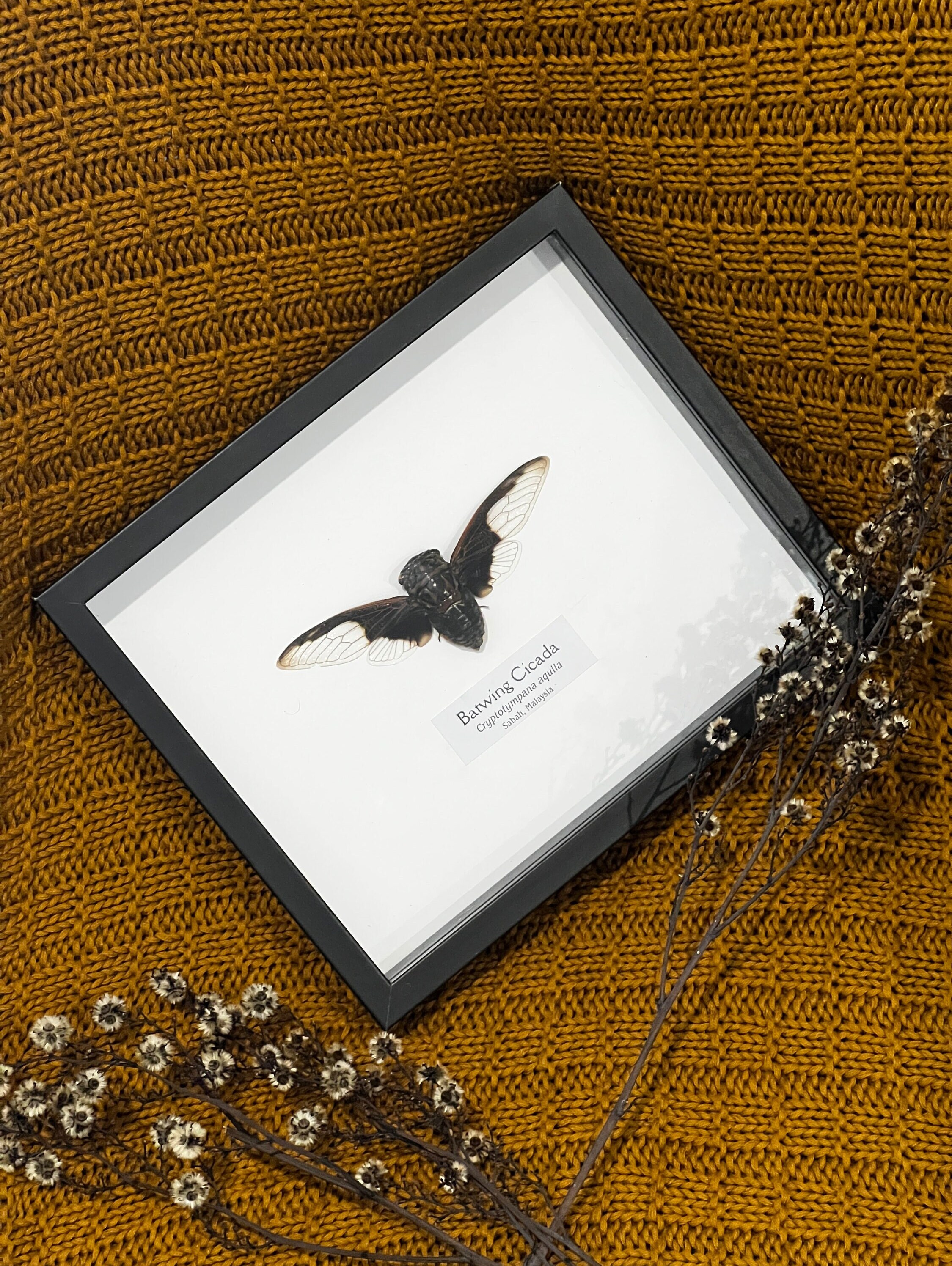 Batwing Cicada Entomology Frame - Etsy