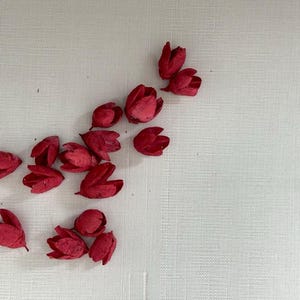 Gousses de Bakuli rouges | Cosses de graines séchées décoratives | Artisanat | Pot-pourri | Décoration d&#39;intérieur