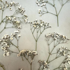 Geperste babyademhalingsbloemen | Delicaat geperst gipskruid | Perfect voor hars, uitnodigingen of scrapbooking