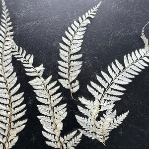 Pointes de fougère blanchies | Feuilles de fougère séchées pour l'artisanat | Projets de bricolage | Scrapbooking | Art en résine | Décor botanique