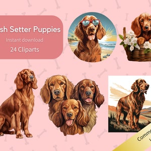 Irish Red Setter 24 Cliparts Entzückender Irish Setter Sonnenuntergang Verspielt Trio Schwänze Festliche Familie Szene Geschwister Camping Begleiter Strand Buddy Loyal