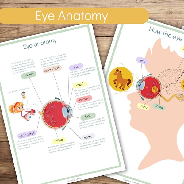 Livre occupé sur l'anatomie de l'oeil Feuilles de travail imprimables pour le préscolaire Ressources pour l'école à la maison Programme d'études préscolaire sur l'anatomie Activités d'apprentissage pour les tout-petits