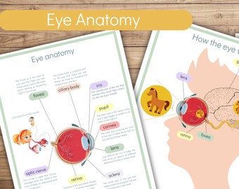 Eye Anatomy Busy Book: werkbladen voor thuisonderwijs (digitale download)