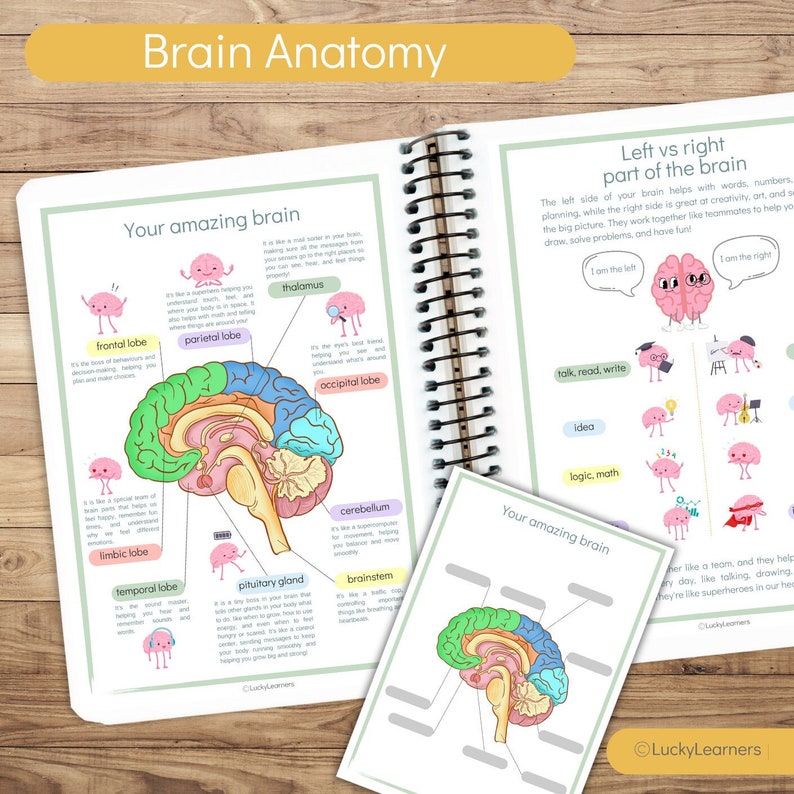 human-brain-anatomy-brain-parts-matching-printable-preschool-science