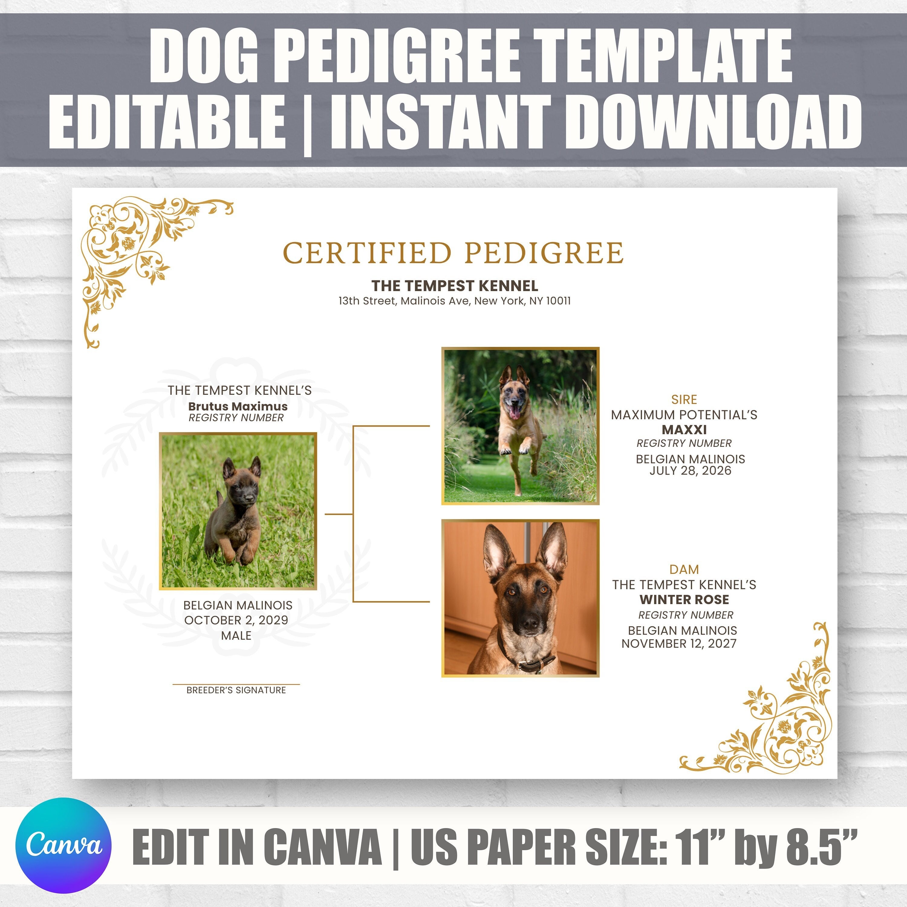 Dog Pedigree Chart, Printable Pedigree Certificate, Puppy Pedigree ...