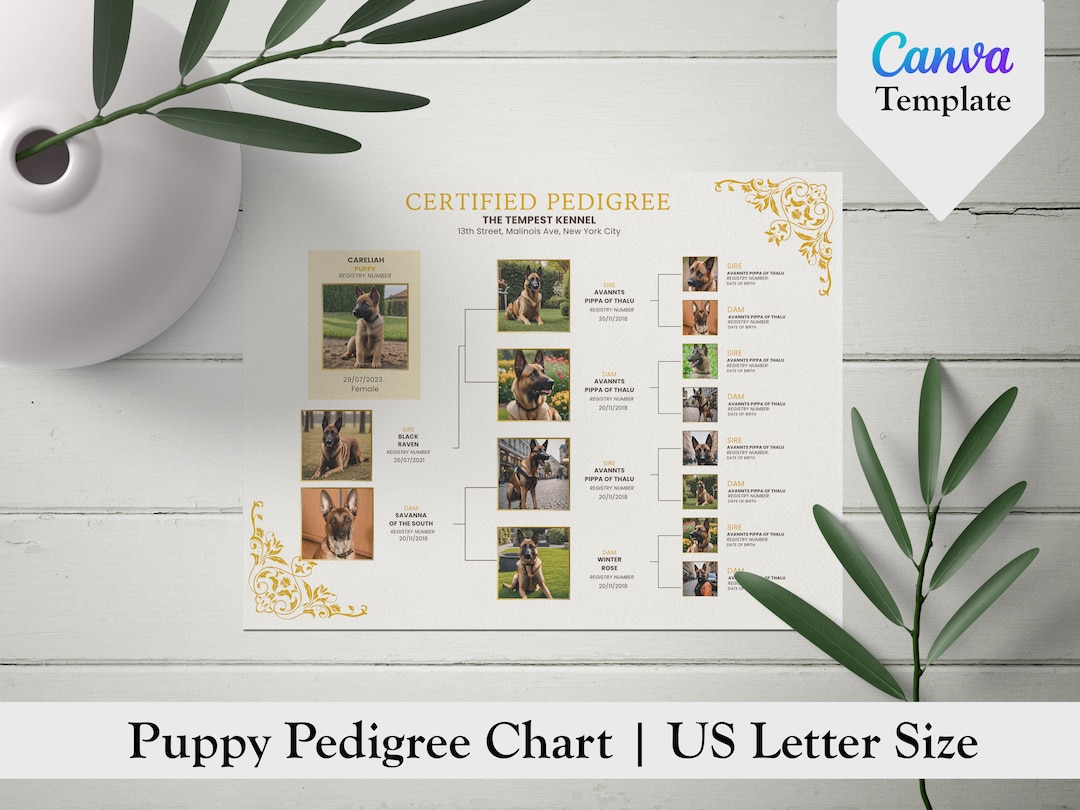 Dog Pedigree Chart, Printable Pedigree Certificate, Puppy Pedigree ...